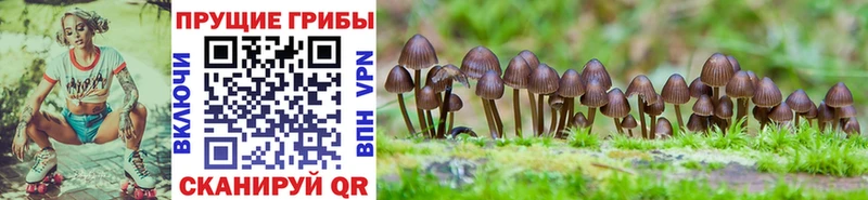 Псилоцибиновые грибы Psilocybine cubensis  Павловск 